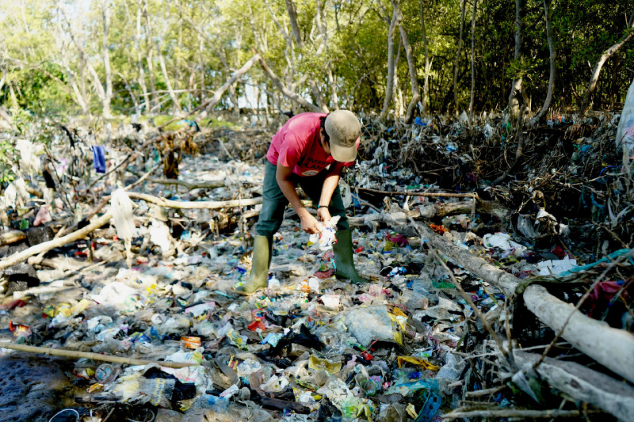 Sampah plastik ini berasal dari Sungai Brantas, menyangkut di perakaran mangrove, terjebak, dan melilit akar mangrove. Foto: Ecoton for JatimNow.com