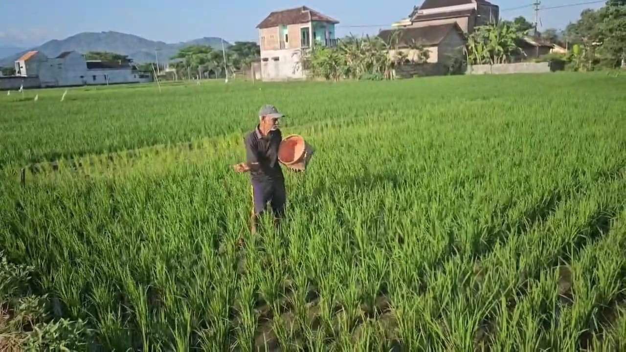 Serapan Pupuk Subsidi di Trenggalek Capai 61 Persen