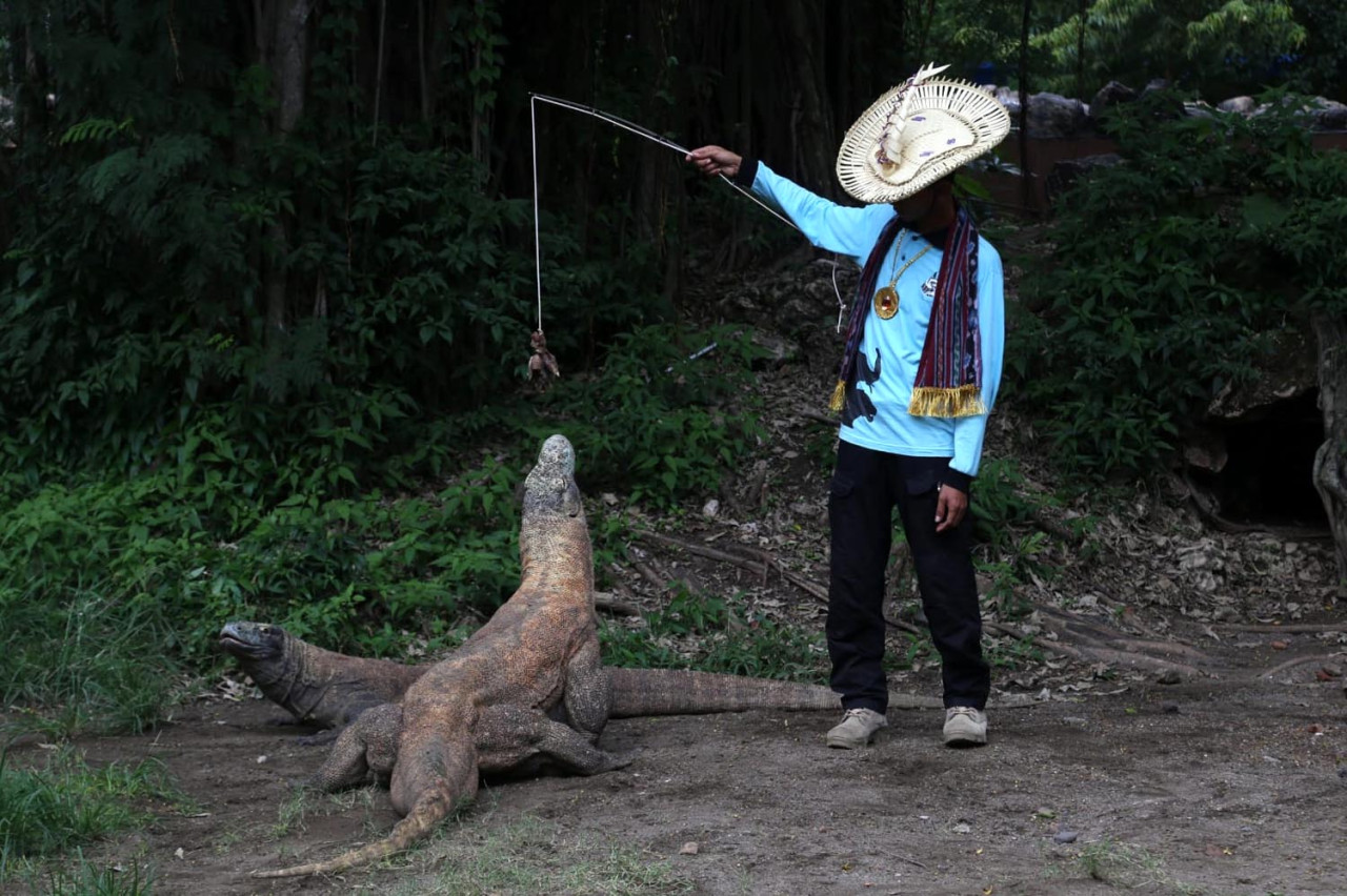 Aksi Keeper Komodo bermain-main dengan memberikan makan Komodo dalam sesi Keeper Talk Komodo, di sangkar peraga Komodo Kebun Binatang Surabaya (KBS), Surabaya. (Foto: Ali Masduki/jatimnow.com)