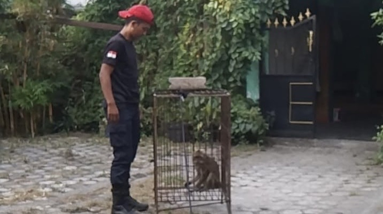 Monyet Liar Bikin Panik Warga Gogorante Kediri, Damkar Turun Tangan