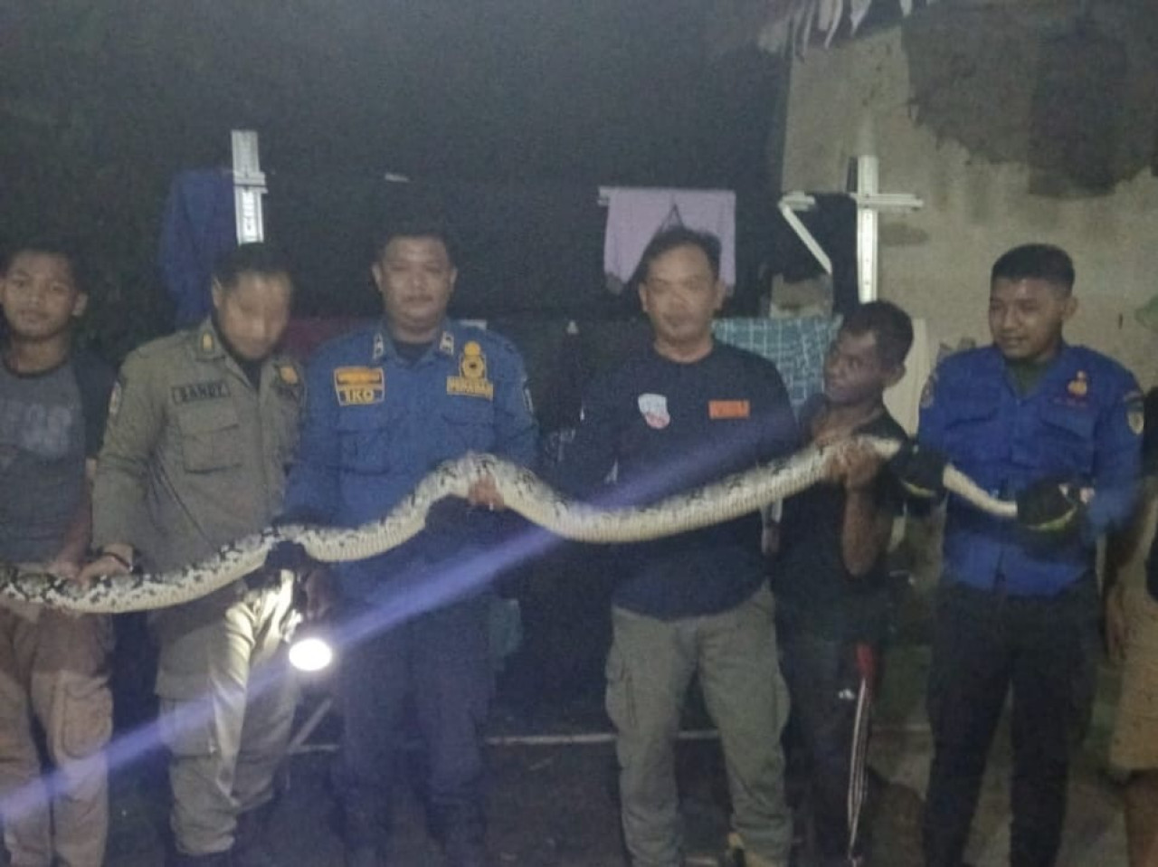 Evakuasi ular piton oleh Damkar Kabupaten Kediri. (Foto: Damkar Kediri/jatimnow.com)