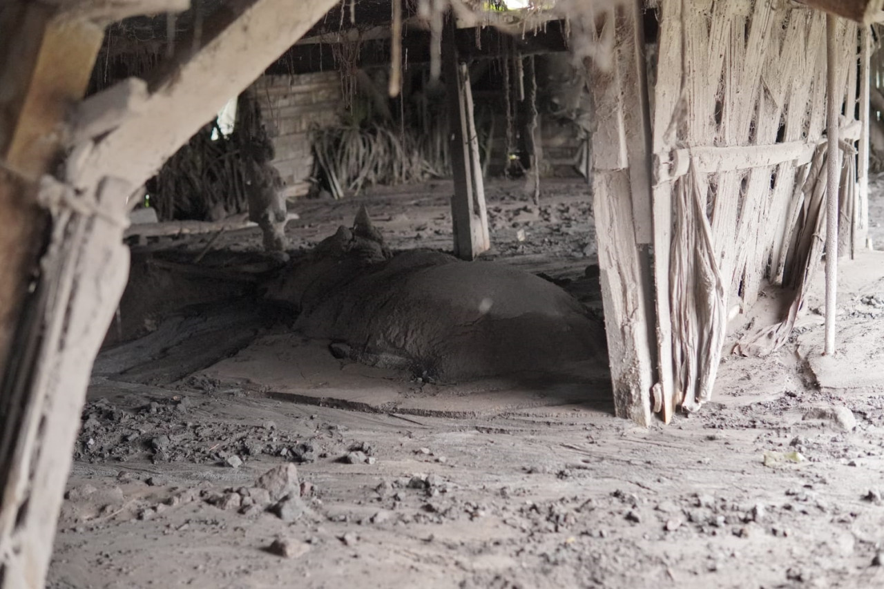 Dua ekor sapi terdampak erupsi besar Gunung Semeru yang terjadi pada Rabu, 19 November 2025. (Foto: Bayu Deny for JatimNow.com)