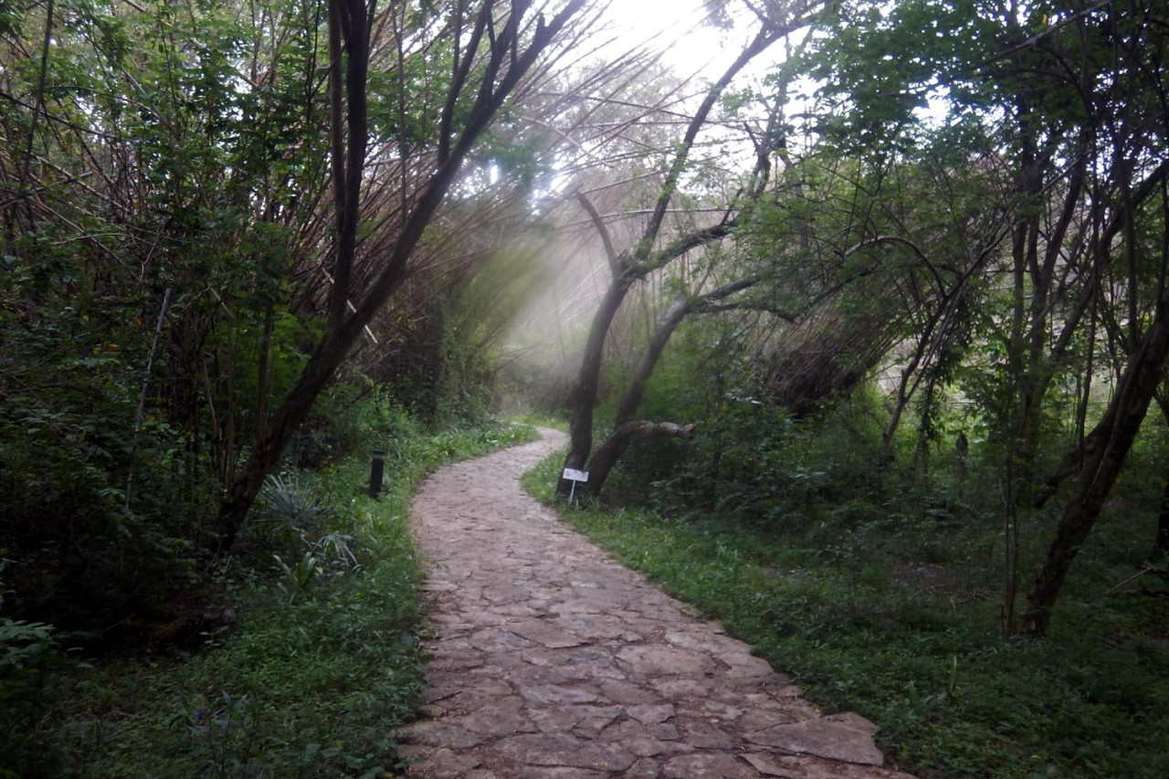 Jalur menuju Goa Batu Cermin melewati hutan rimbun yang sejuk . (Foto: Ali Masduki/JatimNow.com)
