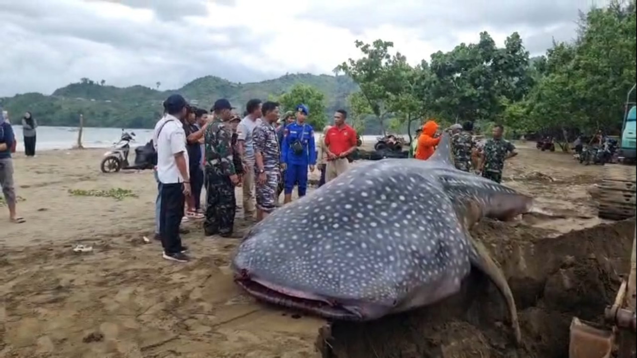 Foto: Hiu paus tutul yang terdampar di Tulungagung. (Polres Tulungagung/jatimnow.com)
