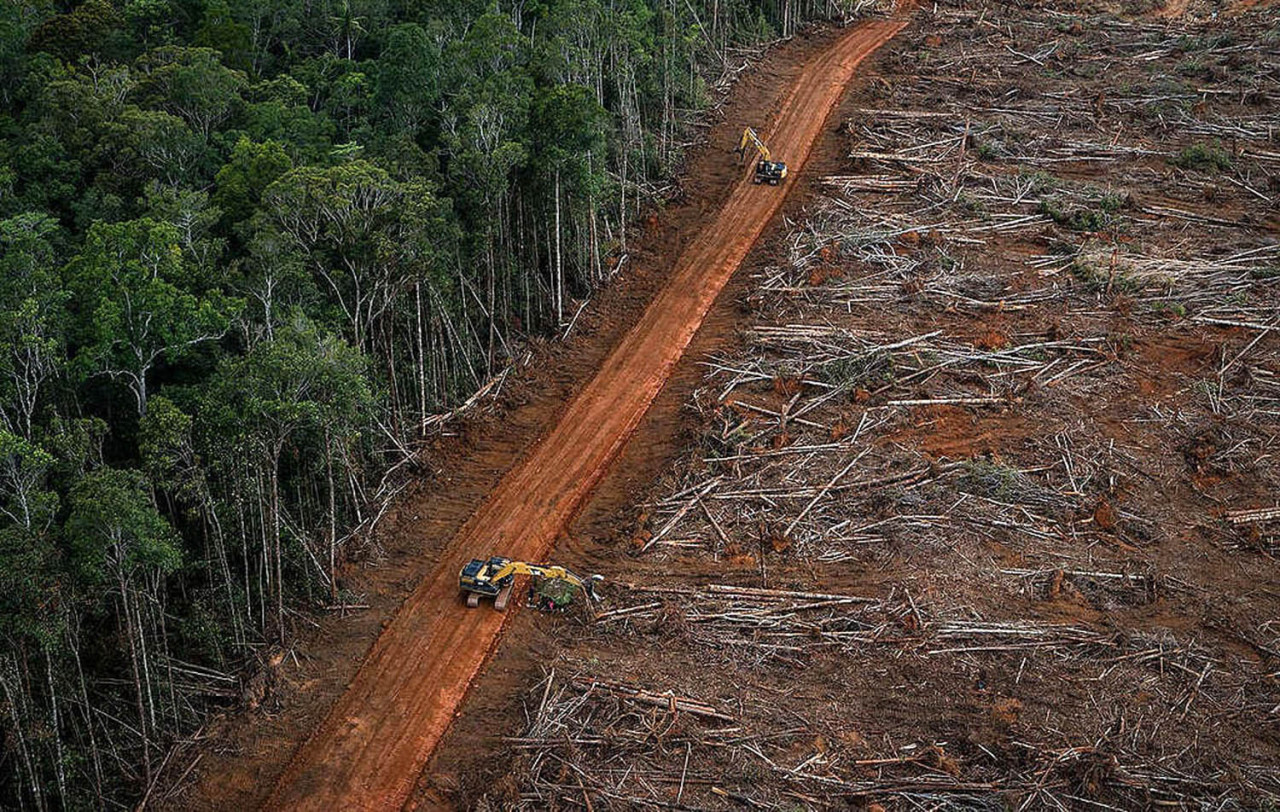 Hutan Indonesia terus menyusut. (Foto/Green Peace)