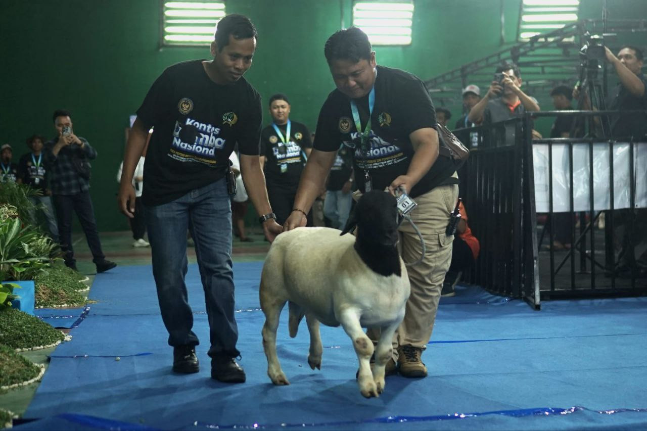Foto: Salah stau peserta kontes domba nasional di Tulungagung. (Bramanta/jatimnow.com)