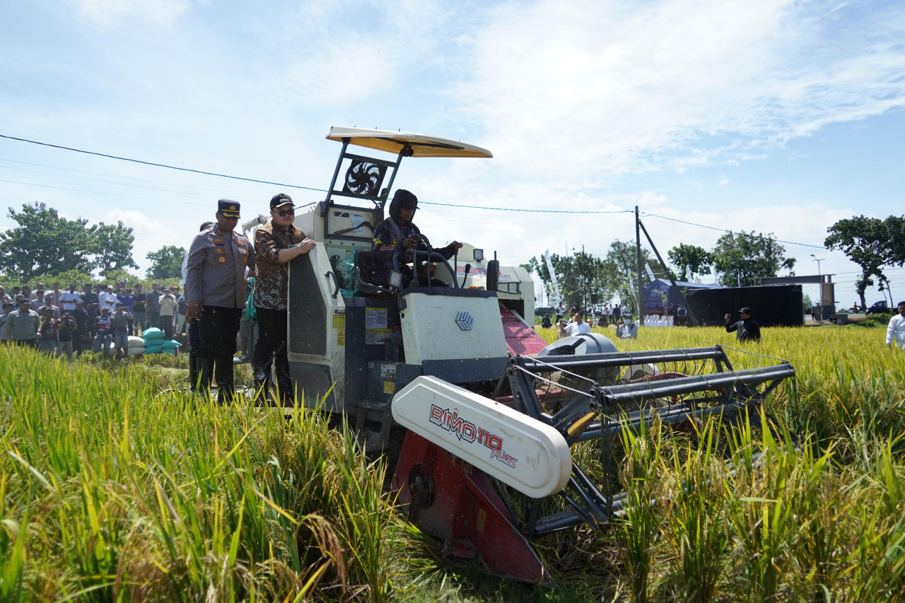 Bupati Kediri Hanindhito Himawan Pramana saat panen padi bersama petani. (Foto: Pemkab Kediri/jatimnow.com)