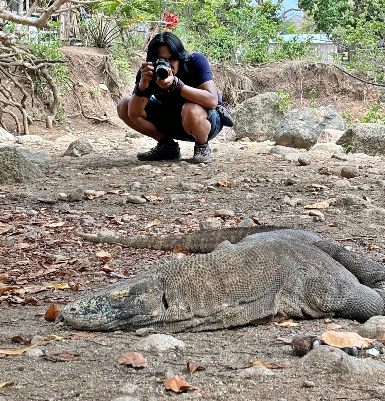 Wartawan jatimnow.com memotret seekor Komodo yang berbaring di bawah pohon, pada Sabtu (08/11/2025). JatimNow.com menjadi salah satu dari puluhan wartawan di Surabaya yang diajak oleh UM Surabaya untuk berwisata di Pulau Komodo, Labuan Bajo. (Foto: Tim Pemandu Wisata)