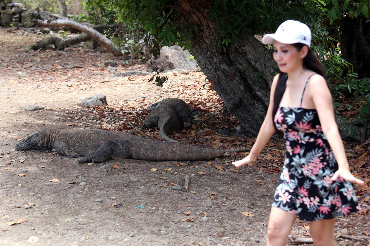 Wisatawan berjalan tidak jauh dari dua ekor komodo berbaring di bawah teduhnya pohon. Saat udara panas, Komodo mencari tempat teduh. (Foto: Ali Masduki/JatimNow.com)