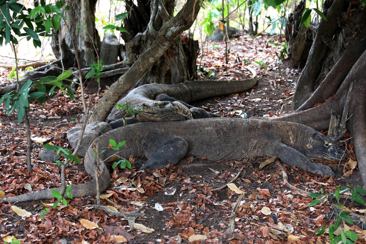 Dua ekor komodo berbaring di bawah teduhnya pohon. Saat udara panas, Komodo mencari tempat teduh. Meski terlihat tenang, predator ini tetap waspada, sehingga wisatawan harus menjaga jarak. (Foto: Ali Masduki/JatimNow.com)