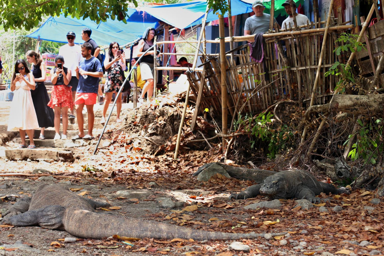 Rombongan wisatawan berdiri berjejer, sebagian menunduk mengabadikan momen lewat kamera ponsel. Ada rasa kagum sekaligus hati-hati di wajah mereka. Hanya beberapa meter di depan, dua ekor komodo berbaring di bawah teduhnya pohon, tampak jinak namun menyimpan aura kewaspadaan. (Foto: Ali Masduki/JatimNow.com)