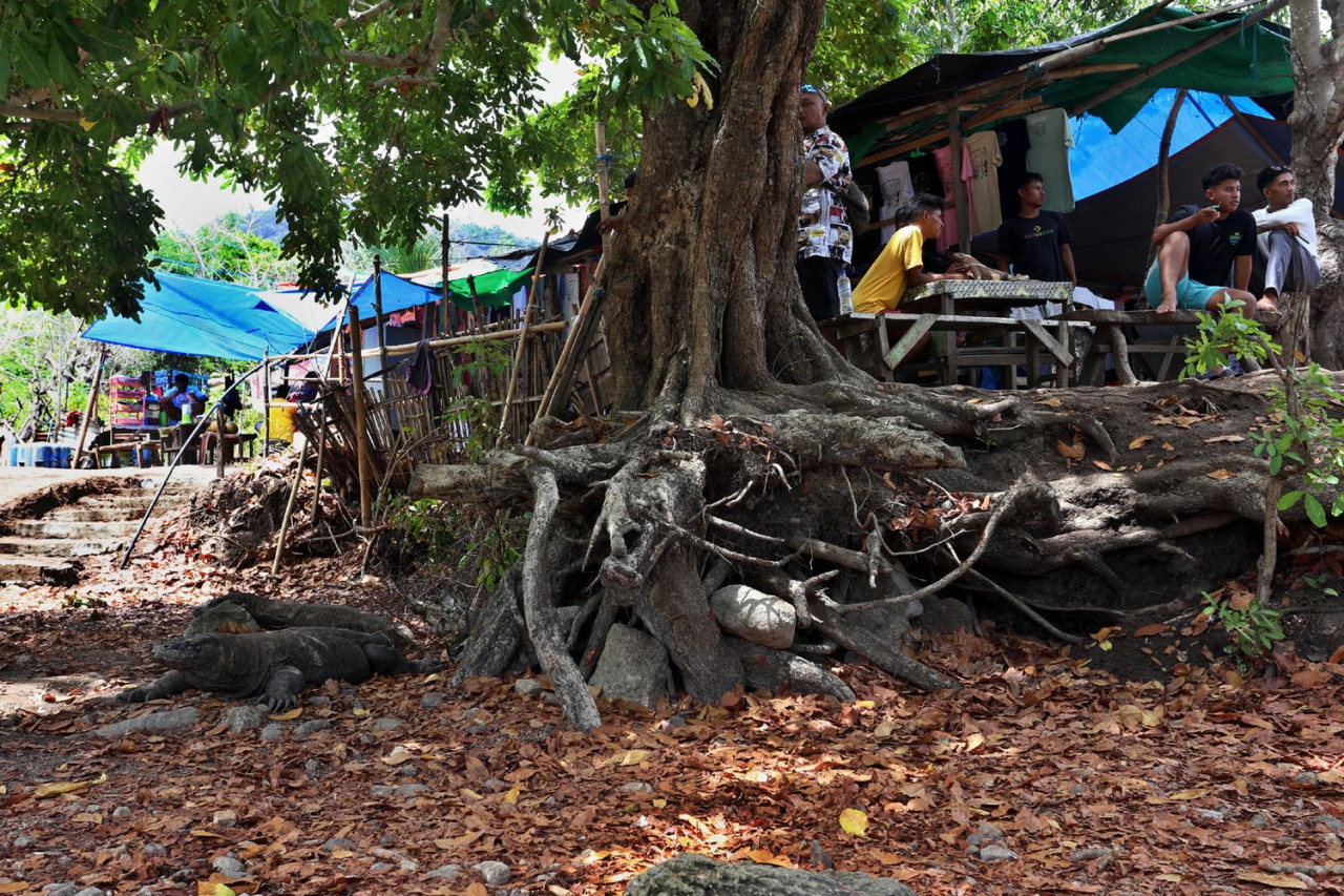 Dua ekor komodo berbaring di bawah teduhnya pohon. Di Pulau Komodo ini, makhluk purba hidup berdampingan dalam ritme yang saling menghormati. (Foto: Ali Masduki/JatimNow.com)