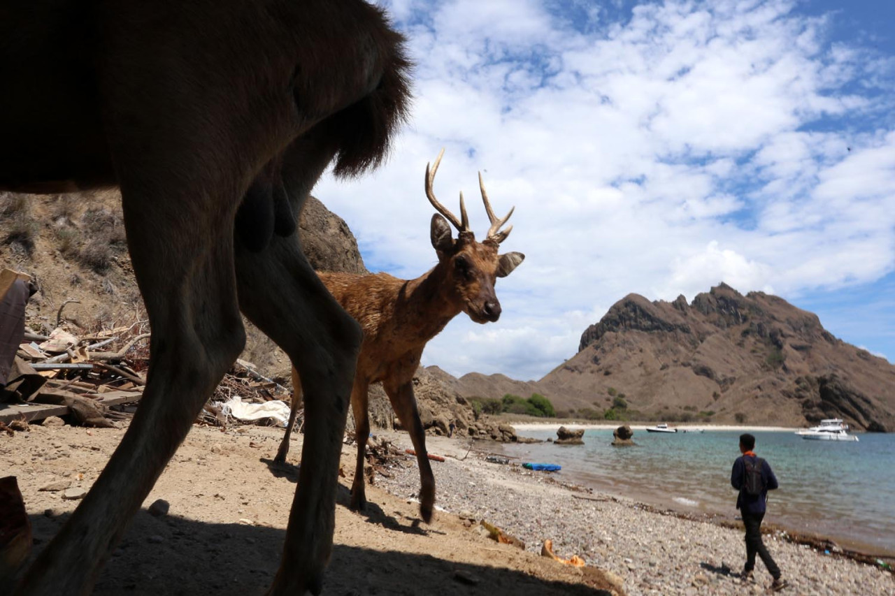 Dua ekor rusa Timor ( Rusa timorensis ) terlihat di pantai Pulau Komodo, Nusa Tenggara Timur. Rusa Timor adalah salah satu satwa yang dilindungi di kawasan Taman Nasional Komodo. Keberadaan mereka penting bagi ekosistem, menjadi sumber makanan bagi predator puncak seperti Komodo. (Foto: Ali Masduki/JatimNow.com)