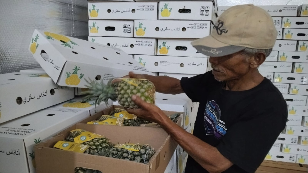 Nanas Queen Simplek Kediri Trial Ekspor ke Arab Saudi