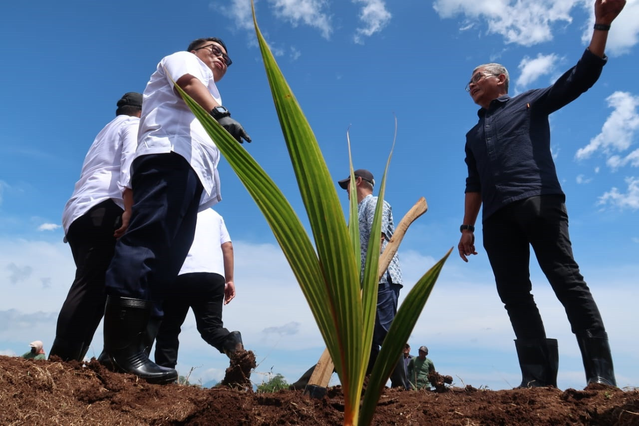 PT Perkebunan Nusantara I (PTPN I) mulai tanam 10.269 bibit kelapa genjah di Afdeling Sidomulyo Kampe, Banyuwangi. (Foto: PTPN/jatimnow.com)