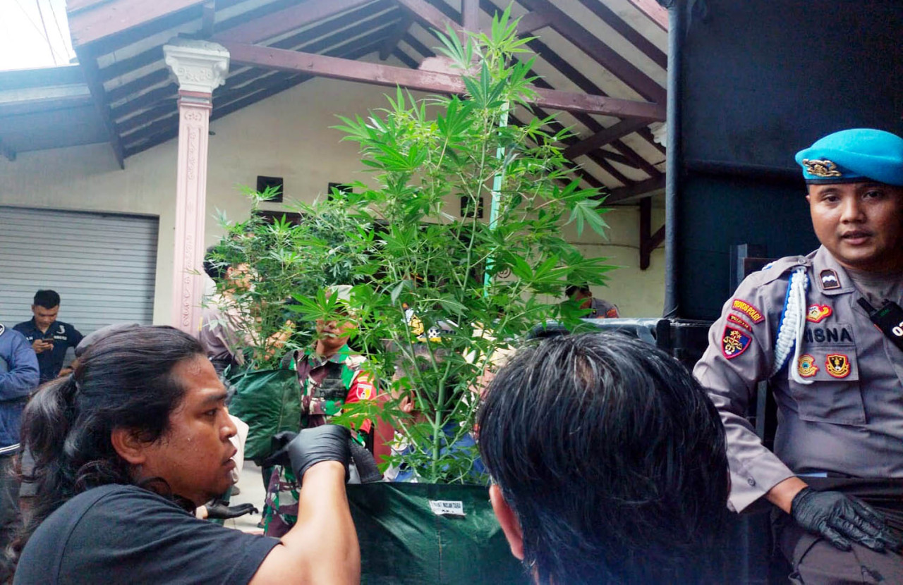 Polisi mengamankan barang bukti ganja dari perkebunan ganja di sebuah rumah kontrakan Dusun Mojongapit, Kabupaten Jombang. (Foto/jatimnow.com)