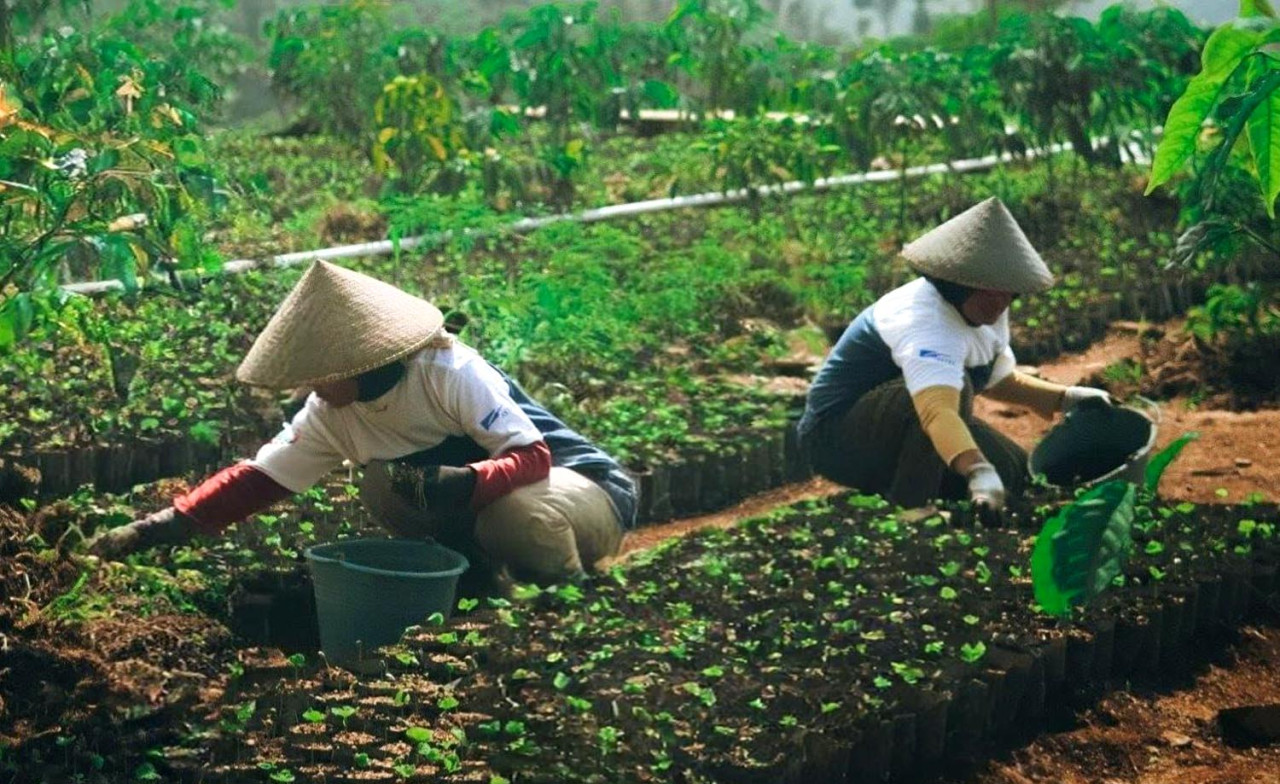 Para petani Desa Sejahtera Astra Cikajang merawat bibit kopi di kebun, langkah awal untuk meningkatkan kualitas dan produktivitas kopi arabika Garut. (Foto: Astra/jatimnow.com)