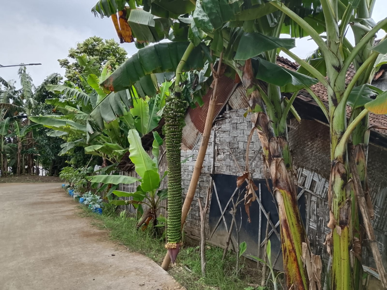 Unik! Pohon Pisang di Lamogan ini Berbuah 2 Meter