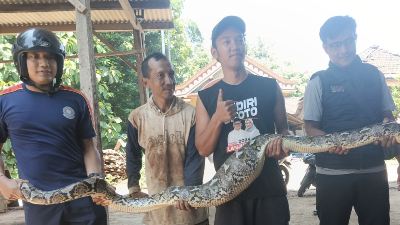 Ular Piton yang berhasil diamankan Satpol PP. (Foto: Satpol PP Kabupaten Kediri/jatimnow.com)