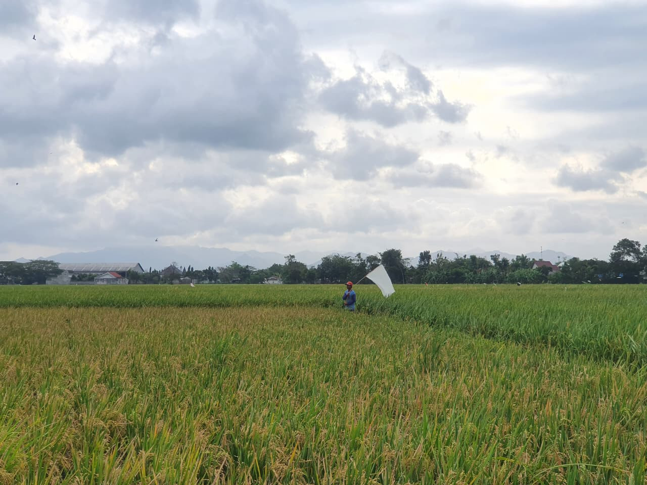 Foto: Petani di Tulungagung saat berada di sawahnya. (Bramanta/jatimnow.com)