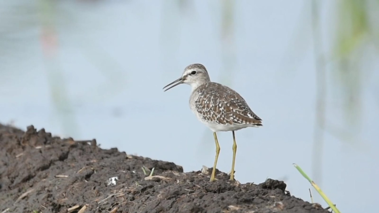 Foto: Burung trinil semak salah satu yang melakukan migrasi melalui Tulungagung. (Bramanta/jatimnow.com)
