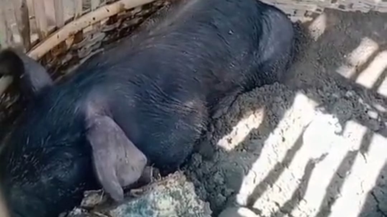 Foto: Capture babi hitam yang ditangkap warga Tulungagung. (Capture/jatimnow.com)