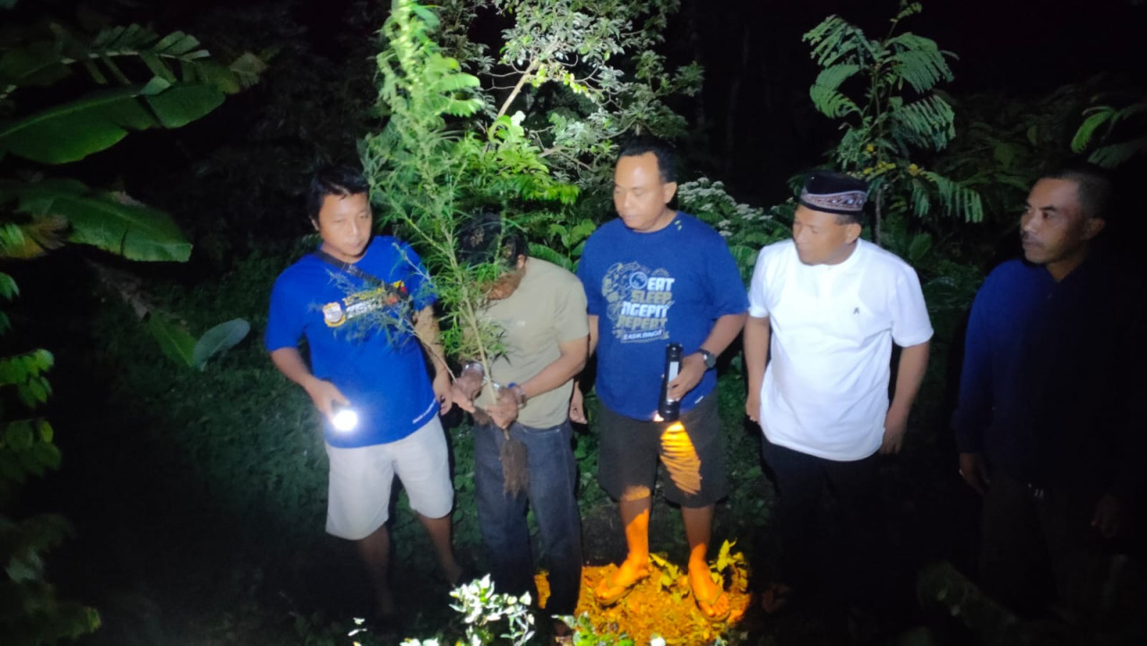 Penampakan ladang ganja di Kediri. (Foto: Polres Kediri/jatimnow.com)