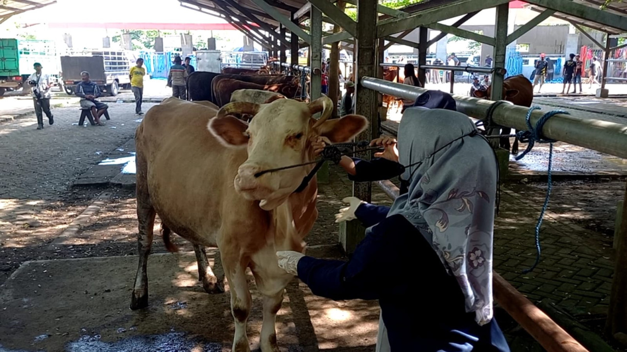 Foto: Pemeriksaan kondisi sapi yang dijual di pasar hewan Tulungagung. (Bramanta/jatimnow.com)