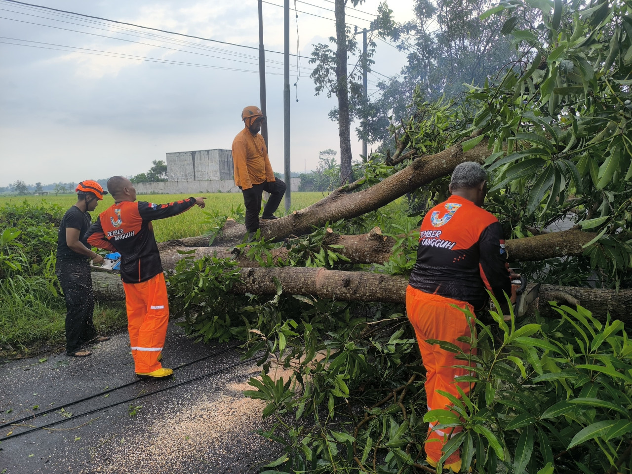 Foto: Petigas BPBD memotong pohon tumbang yang menutup akses jalan di Jember. (BPBD/jatimnow.com)