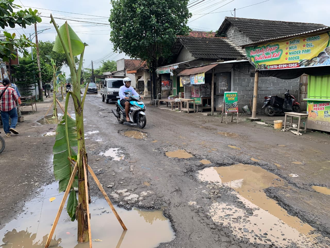 Foto: Pisang yang ditanam warga Tulungagung di jalan rusak. (Bramanta/jatimnow.com)