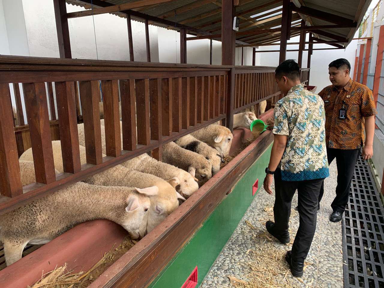 Foto: Domba yang diperlihara warga binaan di Lapas Tulungagung. (Bramanta/jatimnow.com)