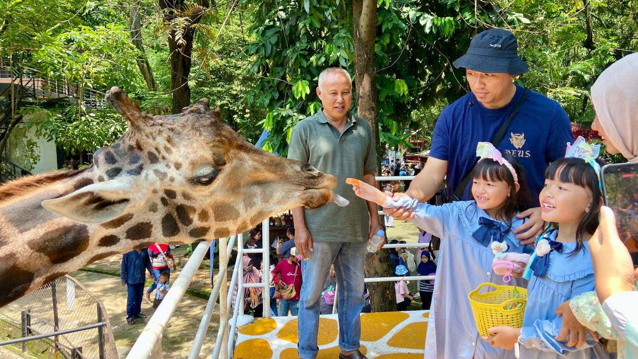 Pengunjung memberi makan Jerapah. Feeding Animals menjadi salah satu spot favorit di KBS.