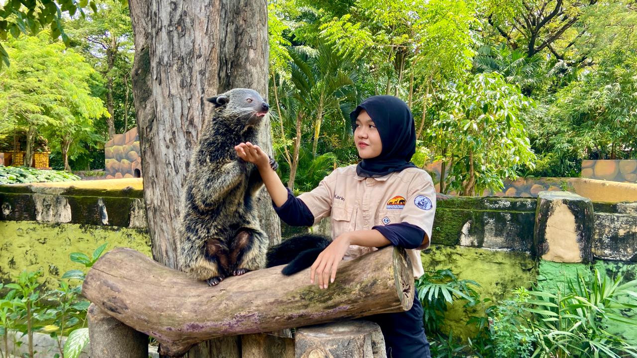 Seorang petugas memberi makan hewan Binturong, salah satu koleksi lucu di Kebun Binatang Surabaya.