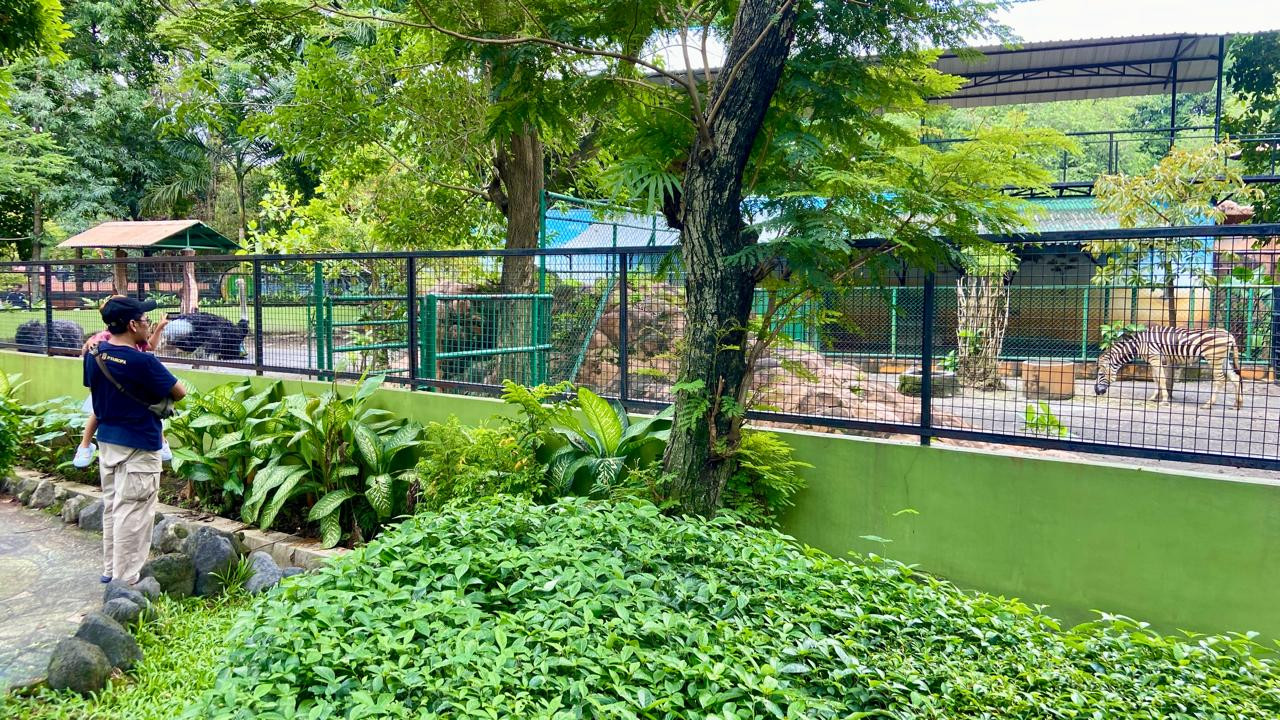 Seorang ayah melihat Zebra koleksi Kebun Binatang Surabaya.