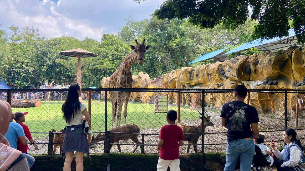 Pengunjung domestik dan mancanegara melihat Jerapah salah satu koleksi Kebun Binatang Surabaya. 