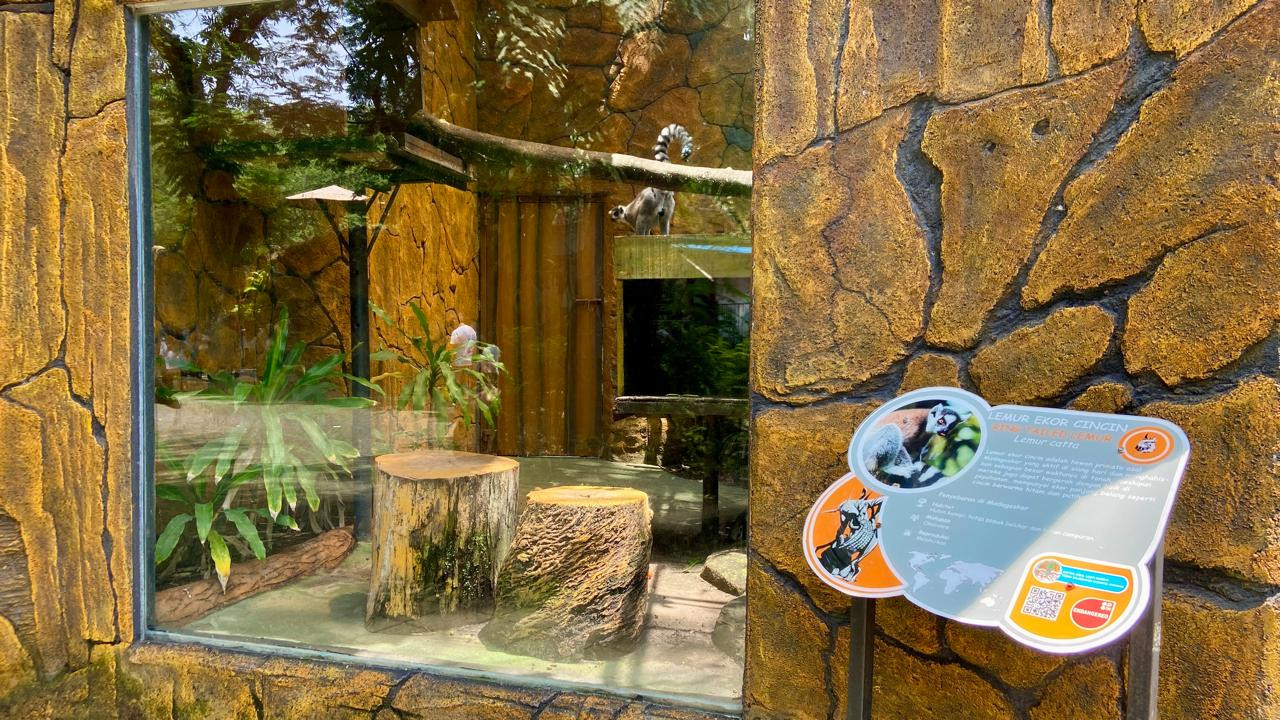 Lemur Ekor Cincin, salah satu koleksi KBS. Pihak pengelola menempatkan keterangan tentang hewan koleksinya sebagai bahan edukasi wisatawan.
