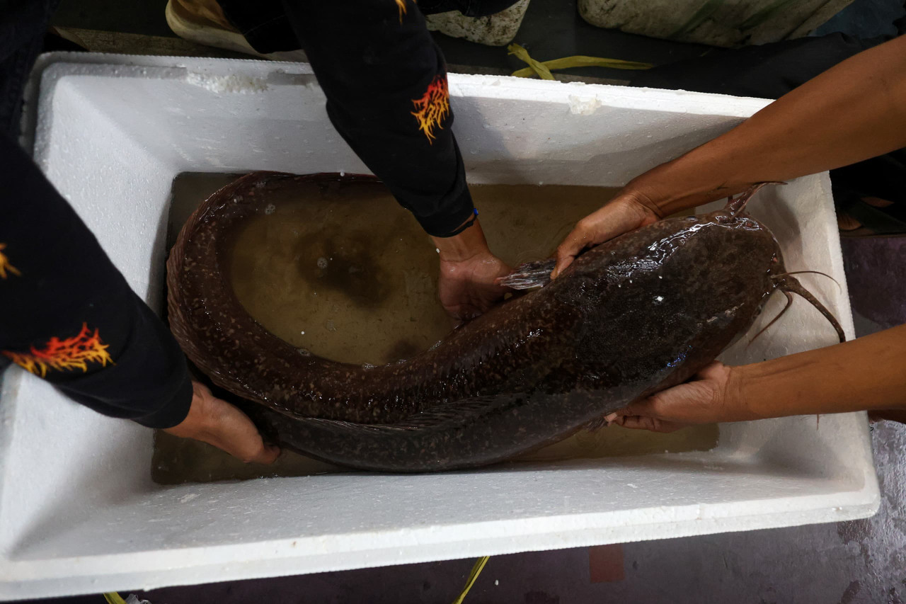 Penampakan juara 1 Lele Jumbo Lamongan (foto: Adyad/jatimnow.com)