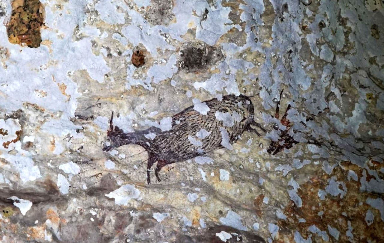 Lukisan seni cadas tertua di dunia berusia sekitar 44.000 tahun yang menggambarkan perburuan seekor anoa pada dinding Leang di Bulu Sipong 4, Pangkep, Sulawesi Selatan. (Foto: Humas SIG/jatimnow.com)