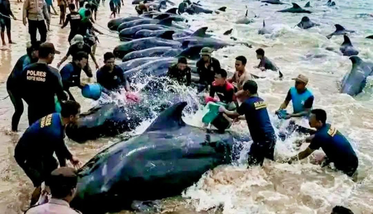 Kawanan paus pilot (pilot whales) ditemukan terjebak di area pesisir Kabupaten Rote Ndao, Nusa Tenggara Timur (NTT). (Foto: WAG/jatimnow.com)