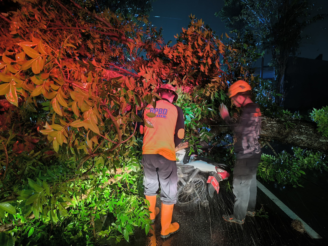 Foto:  Petugas BPBD Evakuasi pohon tumbang (BPBD/jatimnow.com))