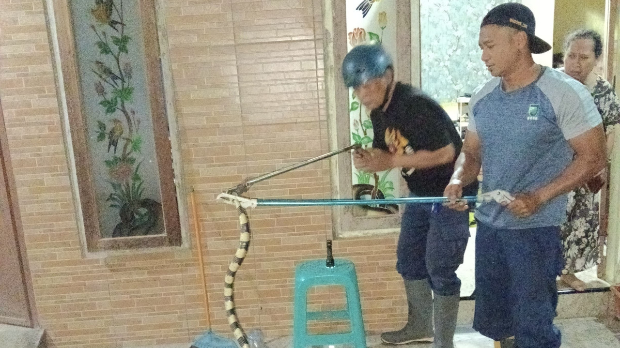 Proses evakuasi ular welang di rumah warga. (Foto: Damkar Kediri/jatimnow.com)