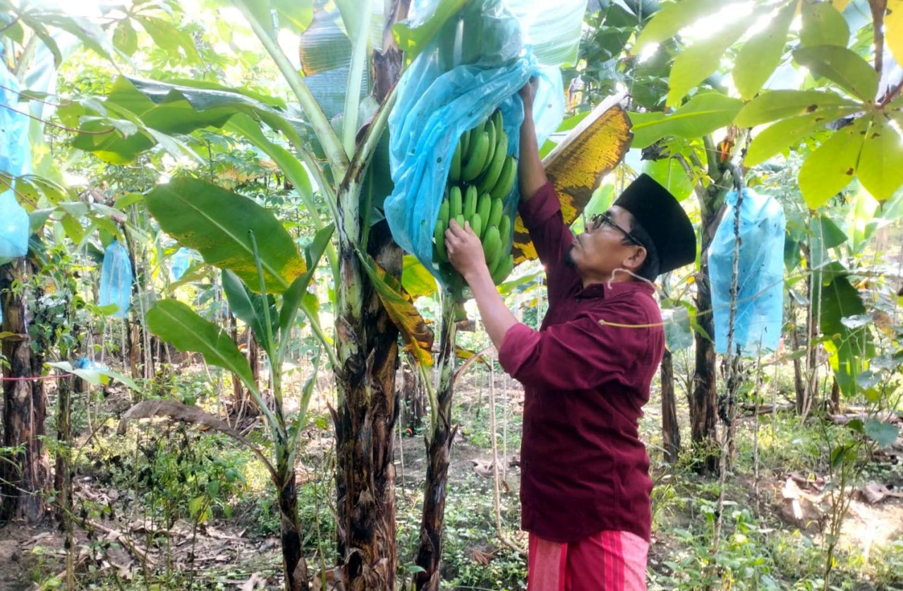 Sarjana Pertanian Pulang Kampung, Garap Budidaya Pisang di Tambelangan