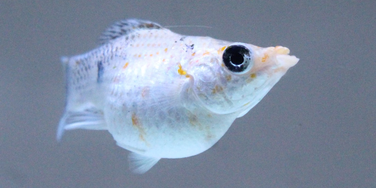 Tren Ikan Molly Melejit di Kediri, Dari Hobi Jadi Peluang Ekonomi Menjanjikan