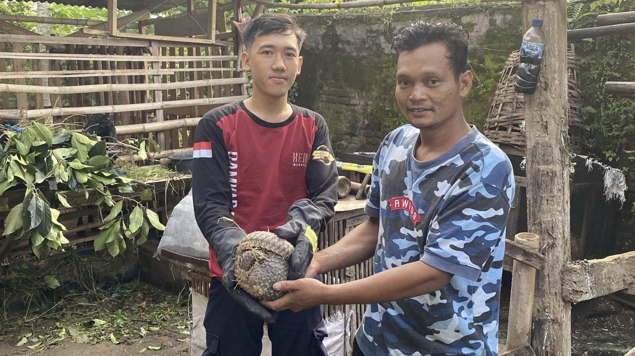 Satwa Langka dan Dilindungi Trenggiling Muncul di Kandang Kambing Warga Kediri