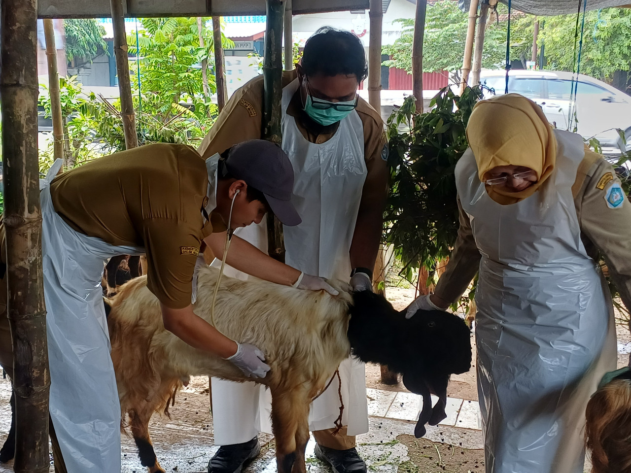 Pastikan Kesehatan Hewan Kurban, Disnakeswan Lamongan Sidak Lapak di Pinggir Jalan