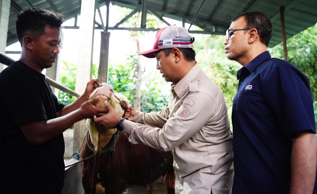 SIG Salurkan Sapi dan Kambing Kurban hingga Papua Barat