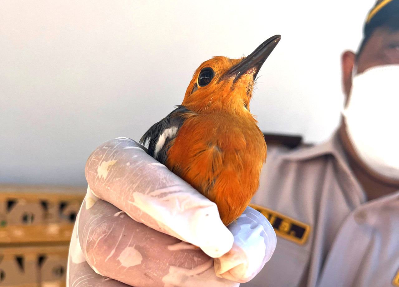 Penyelundupan Ratusan Burung Tanpa Dokumen Digagalkan di Ketapang