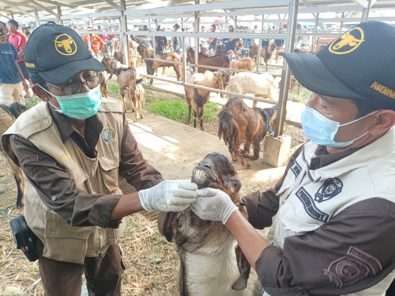 Petugas Disnakeswan Tulungagung periksa kondisi hewan kurban. (Foto: Bramanta/jatimnow.com)
