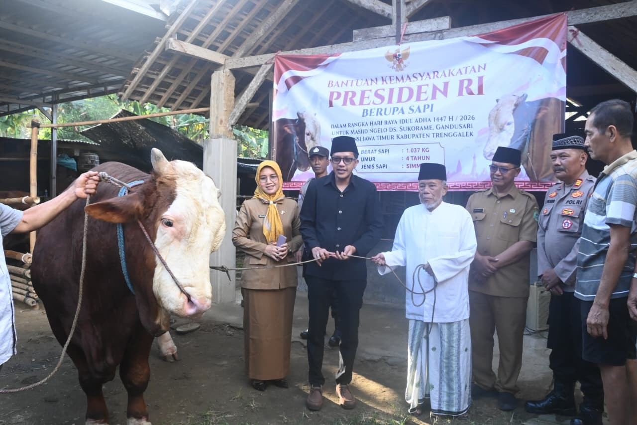Wabup Syah Serahkan Sapi Kurban Prabowo di Trenggalek, Dibeli dari Pogalan