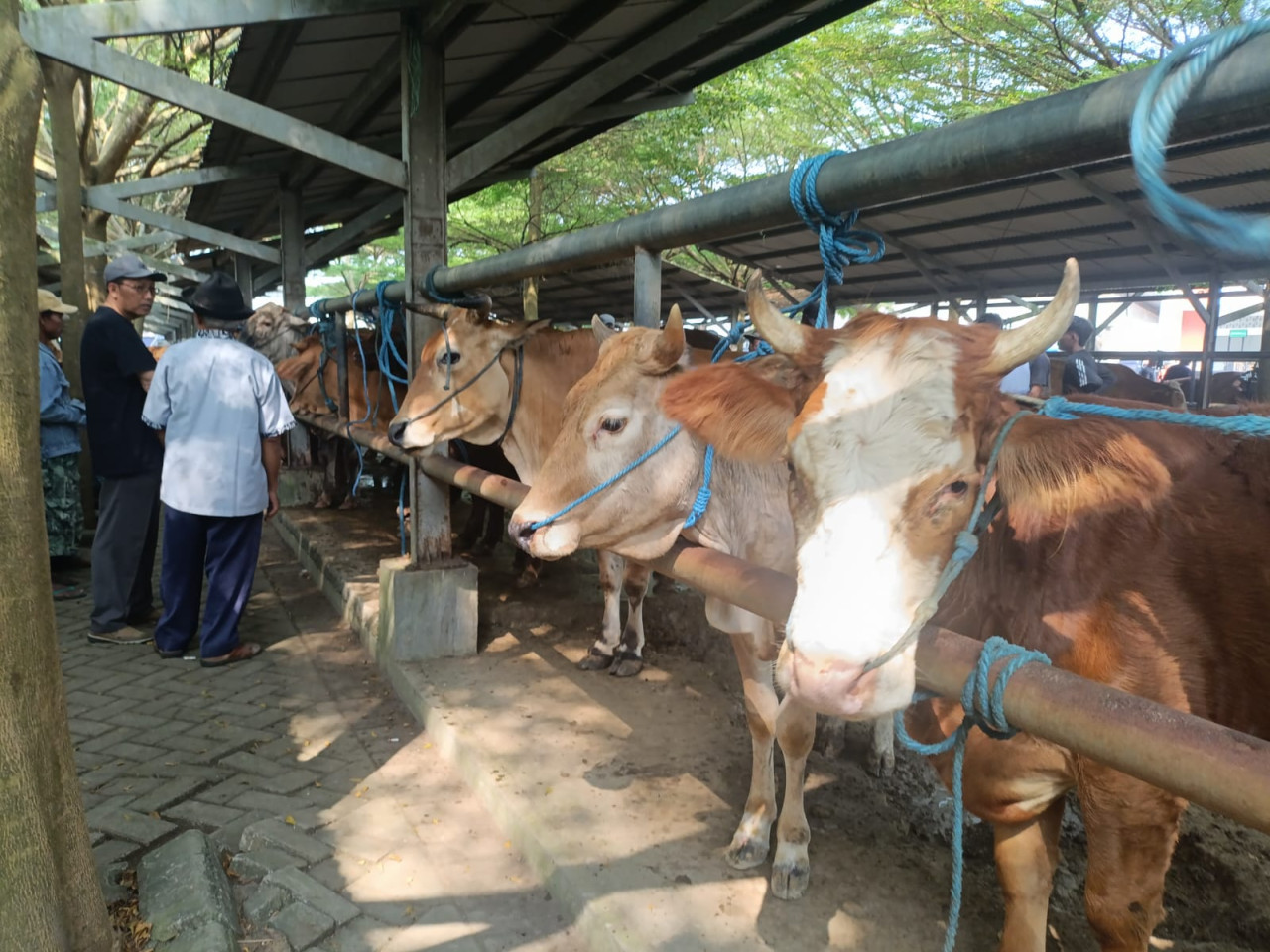 Harga Hewan Kurban di Tulungagung Mulai Mengalani Kenaikan, Ini Kisarannya